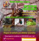 Eliminar cucarachas en Zaragoza