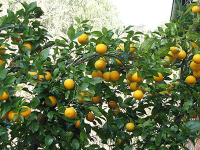 jardines Casa Rural Villa de Palacios en Cantabria